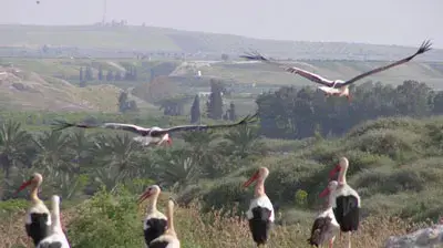 חסידות נודדות (דוד גלזנר, מרכז הצפרות בכפר רופין) חסידות נודדות (דוד גלזנר, מרכז הצפרות בכפר רופין)