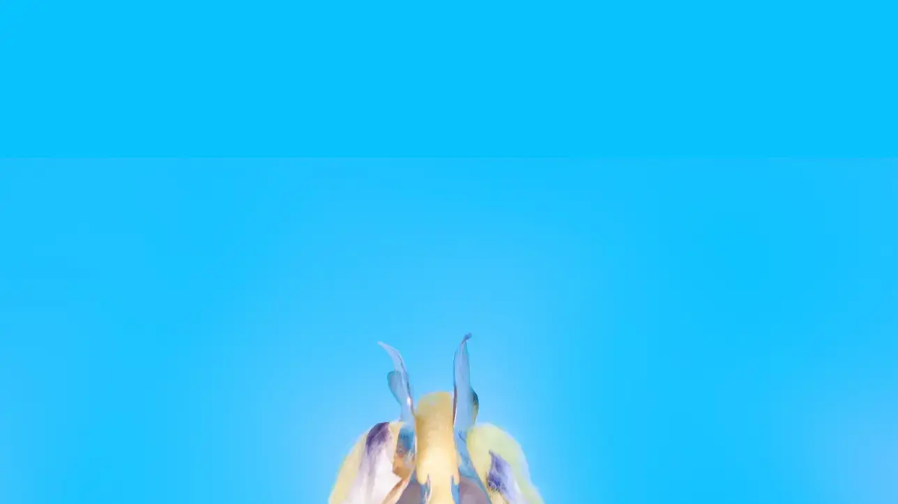 הזמרת פיצ'ז, Peaches הזמרת פיצ'ז, Peaches