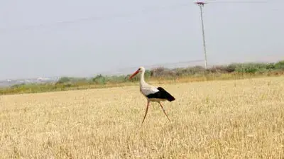 פרינססה בשדה ( דוד גלזנר).