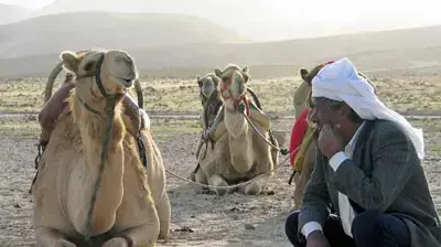 בדואי נח עם הגמלים בדואי נח עם הגמלים