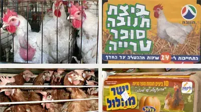 מתוך הקמפיין החדש של אנונימוס נגד התעללות בתרנגולות מתוך הקמפיין החדש של אנונימוס נגד התעללות בתרנגולות