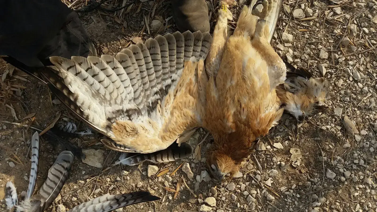 2 עיטים נציים (מהאחרונים שנותרו בישראל) שהתחשמלו למוות בעמק בית שאן 4.9.17 2 עיטים נציים (מהאחרונים שנותרו בישראל) שהתחשמלו למוות בעמק בית שאן 4.9.17