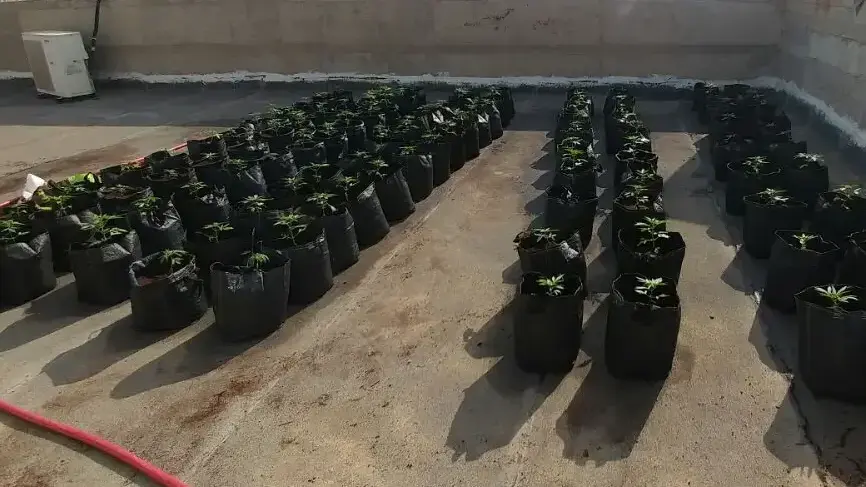 שתילי מריחואנה שאותרו על גג בית ספר תיכון בלקיה, 17 בספטמבר 2017 שתילי מריחואנה שאותרו על גג בית ספר תיכון בלקיה, 17 בספטמבר 2017