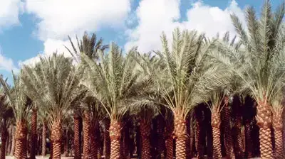דקלים דקלים