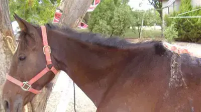 סוסה פצועה שחולצה על ידי מוקד חי תנו לחיות לחיות סוסה פצועה שחולצה על ידי מוקד חי תנו לחיות לחיות