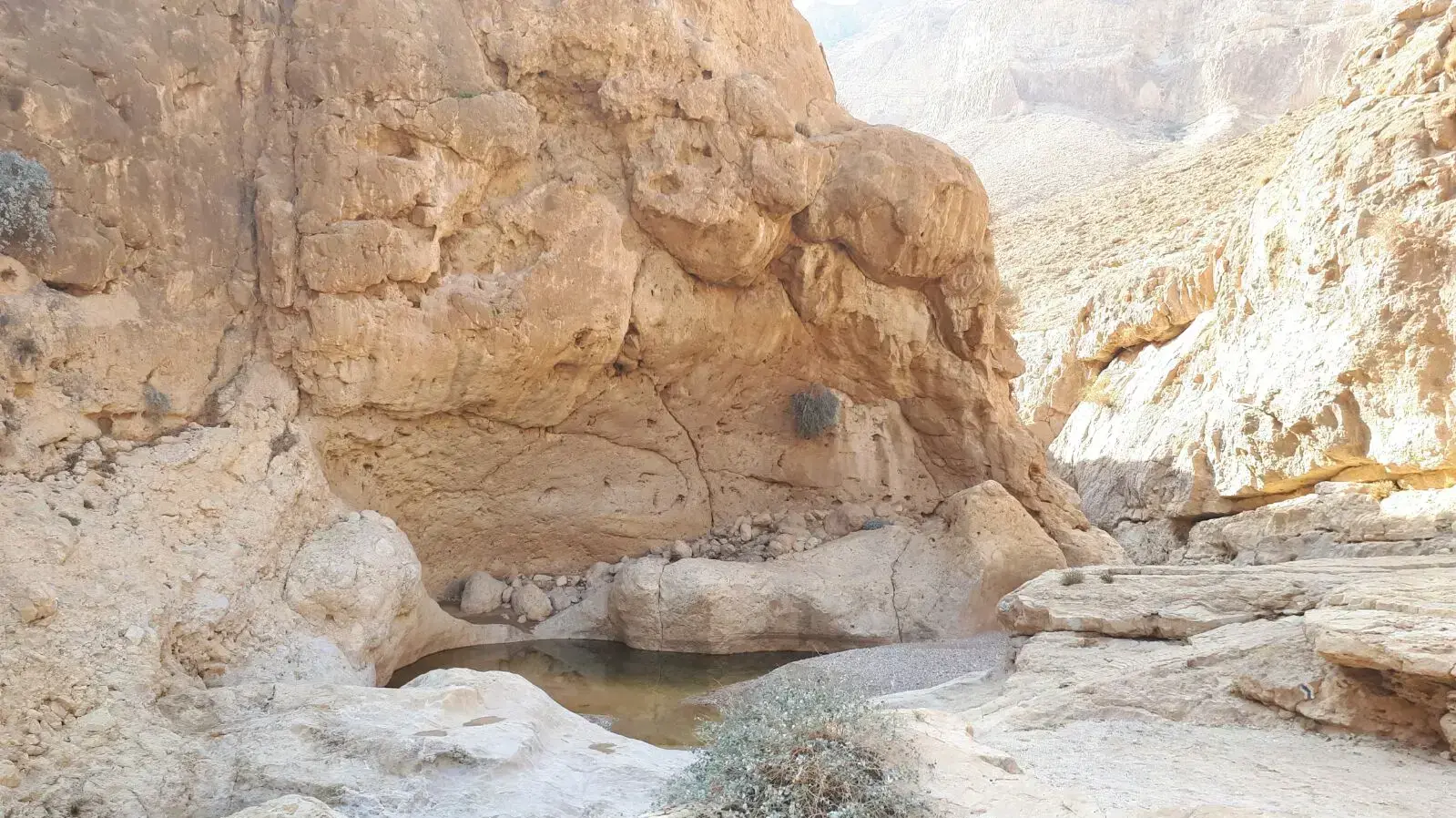 גב קינה במדבר יהודה גב קינה במדבר יהודה