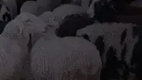 באנר פשיעה חקלאית