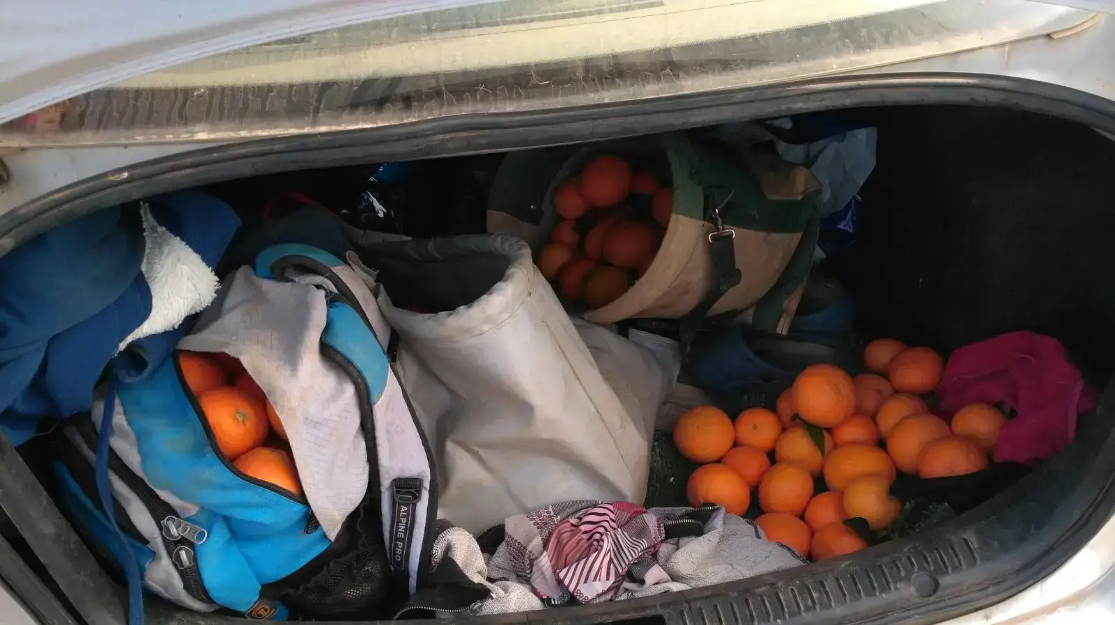 גניבה חקלאית בקיבוץ איילת השחר שבצפון גניבה חקלאית בקיבוץ איילת השחר שבצפון