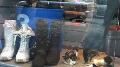 חתול בחלון ראווה בתל אביב ( רותם דרוב )