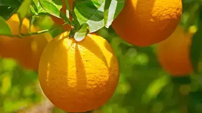 תפוזים על העץ תפוזים על העץ