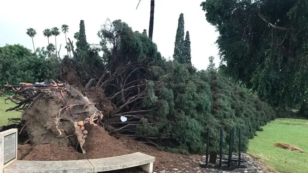 שני עצים שסימלו את ערש ההתישבות החלוצית בארץ ישראל קרסו בסערה, קיבוץ דניה א'- אייטם אלי אשכנזי שני עצים שסימלו את ערש ההתישבות החלוצית בארץ ישראל קרסו בסערה, קיבוץ דניה א'- אייטם אלי אשכנזי