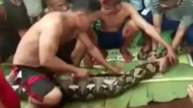 תושבים מבתרים נחש פיתון שבלע אישה במרכז אינדונזיה, יוני 2018 תושבים מבתרים נחש פיתון שבלע אישה במרכז אינדונזיה, יוני 2018