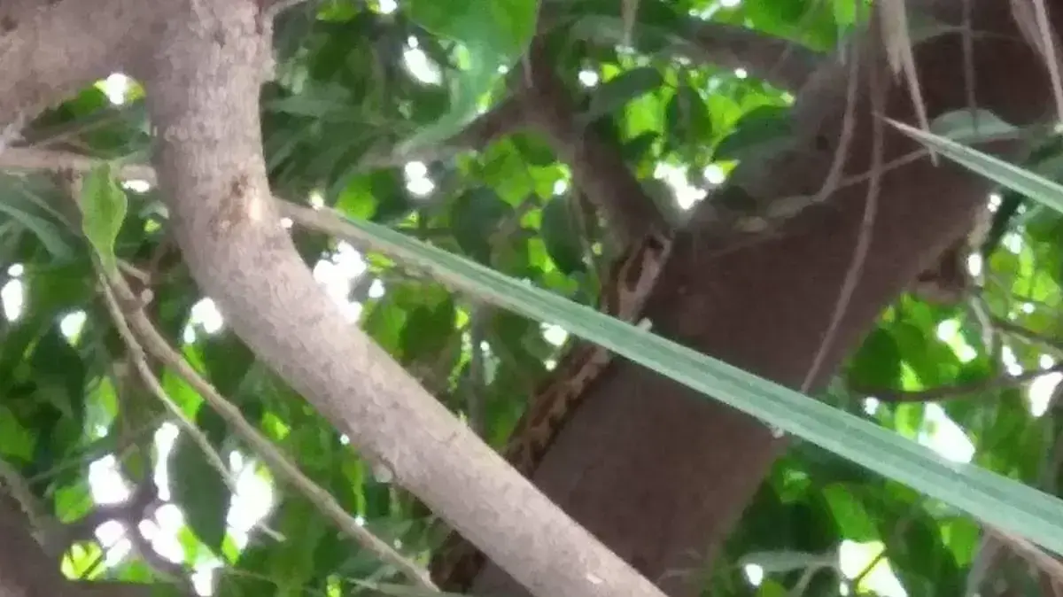 נחש צפע שנצפה סמוך לגן ילדים בצפון תל אביב נחש צפע שנצפה סמוך לגן ילדים בצפון תל אביב