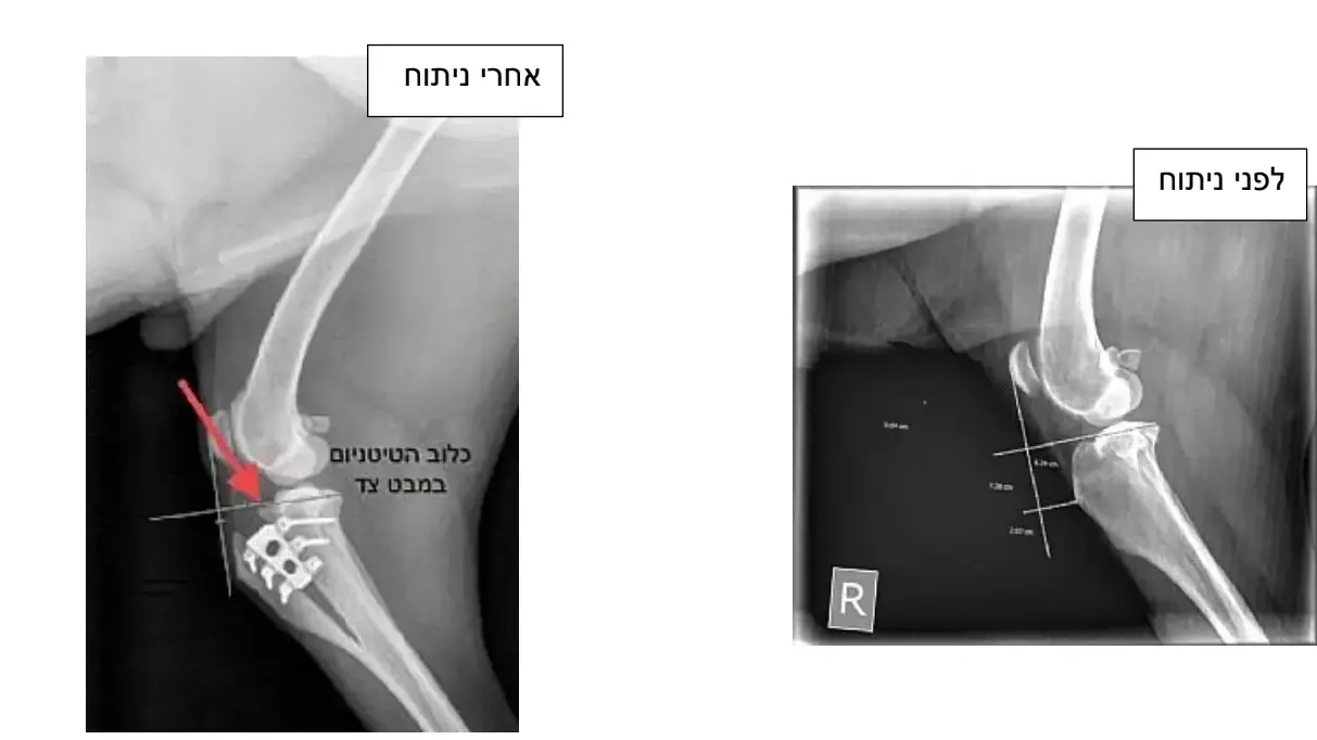 תרשים קרע רצועה צולבת כלבים תרשים קרע רצועה צולבת כלבים