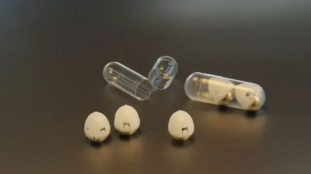 גודלה של הכמוסה כשל אוכמנית והיא מכילה מעט עשויה אינסולין מיובש ודחוס