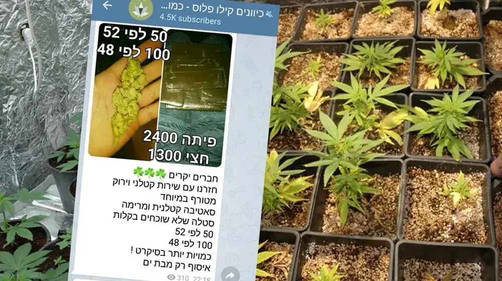 מעבדה לשתילי מריחואנה נחשפה בדירת מגורים בחיפה- יוני 2010 מעבדה לשתילי מריחואנה נחשפה בדירת מגורים בחיפה- יוני 2010