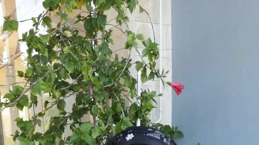 מארי נחמיאס מארי נחמיאס