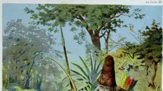 רובינזון קרוזו עם ששת, איור מתוך הספר רובינזון קרוזו עם ששת, איור מתוך הספר