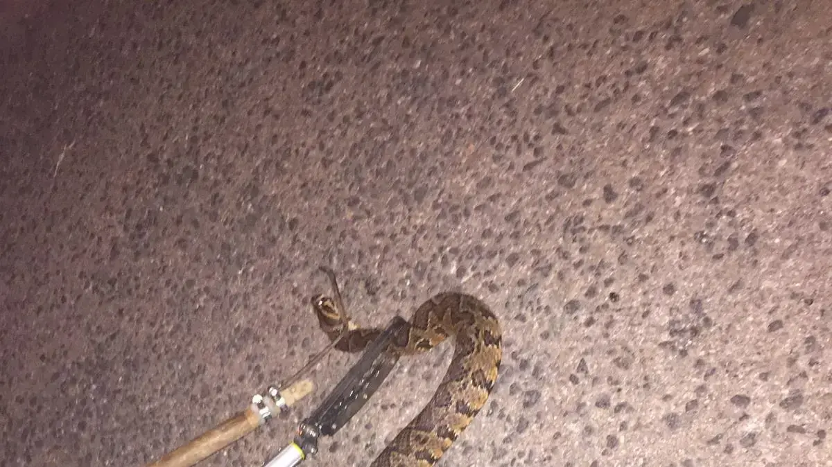 ינון לשם לוכד בשבוע שעבר במושבה כנרת צפע ארץ-ישראלי ינון לשם לוכד בשבוע שעבר במושבה כנרת צפע ארץ-ישראלי