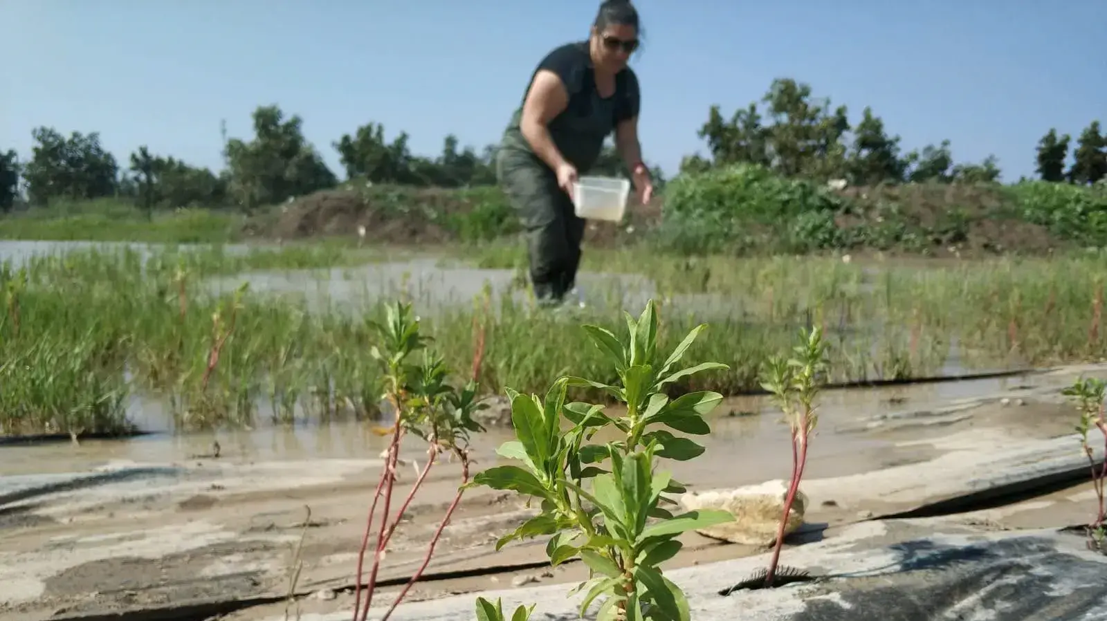 חלבלוב קטן הפרי בפרויקט של החברה להגנת הטבע - 24 מאי 2019