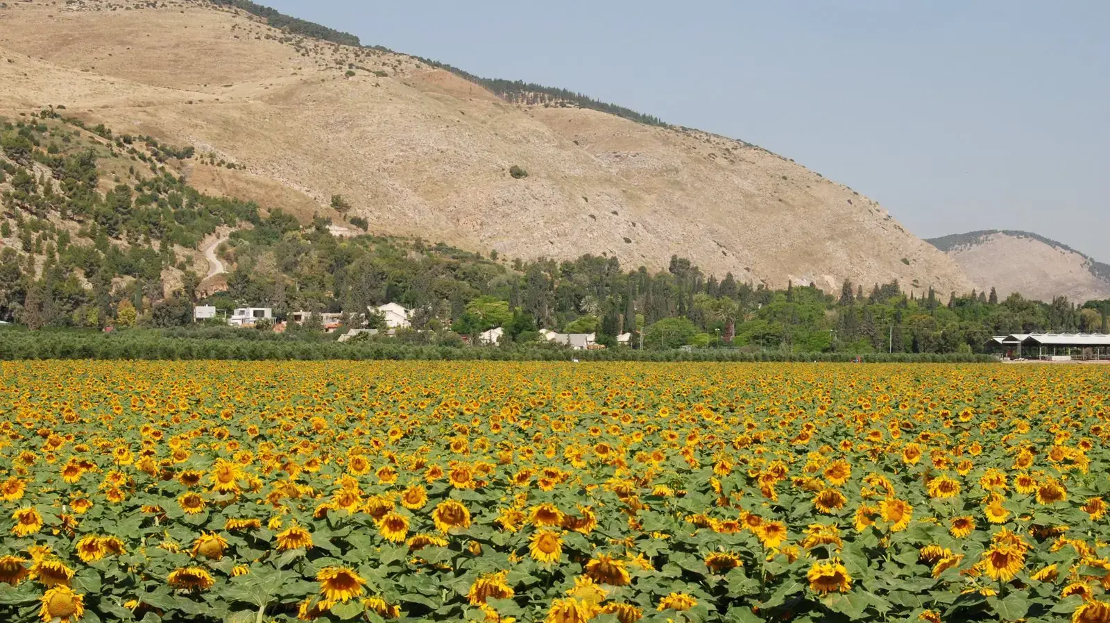 שדות החמניות של בית אלפא בין שדה נחום לתל יוסף 29 במאי 2019
שדות החמניות של בית אלפא בין שדה נחום לתל יוסף 29 במאי 2019