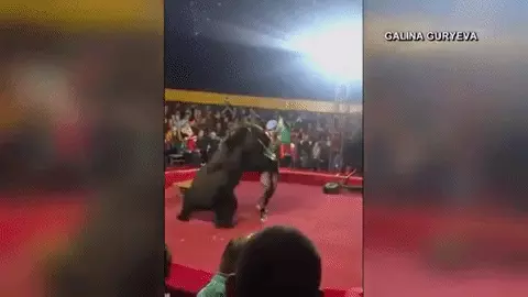 גיף דוב תוקף רוסיה גיף דוב תוקף רוסיה