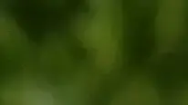 באנר - שיר לכת 