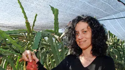 ביצי דרקון ביצי דרקון