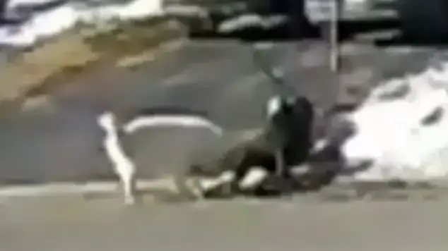 כלב עצר את התנועה כדי להציל את בעליו כלב עצר את התנועה כדי להציל את בעליו