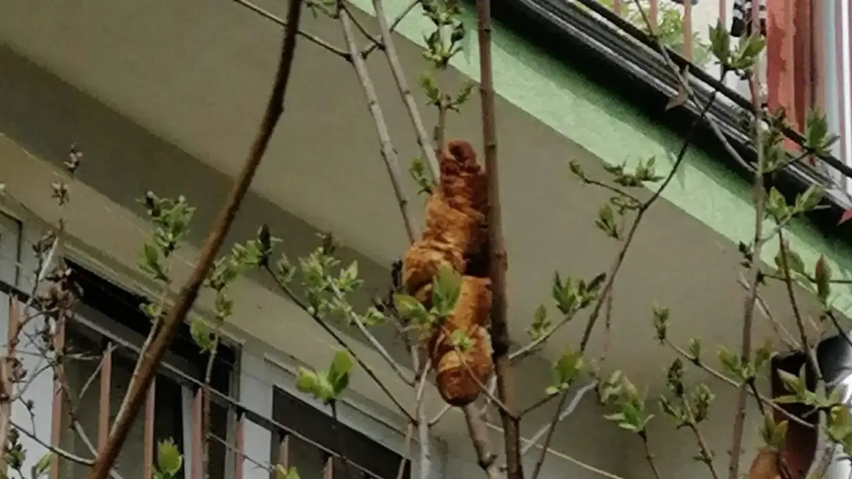 מה היה היצור המסתורי שנמצא תלוי על עץ? מה היה היצור המסתורי שנמצא תלוי על עץ?