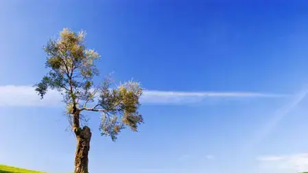 עץ שתול על מים עץ שתול על מים