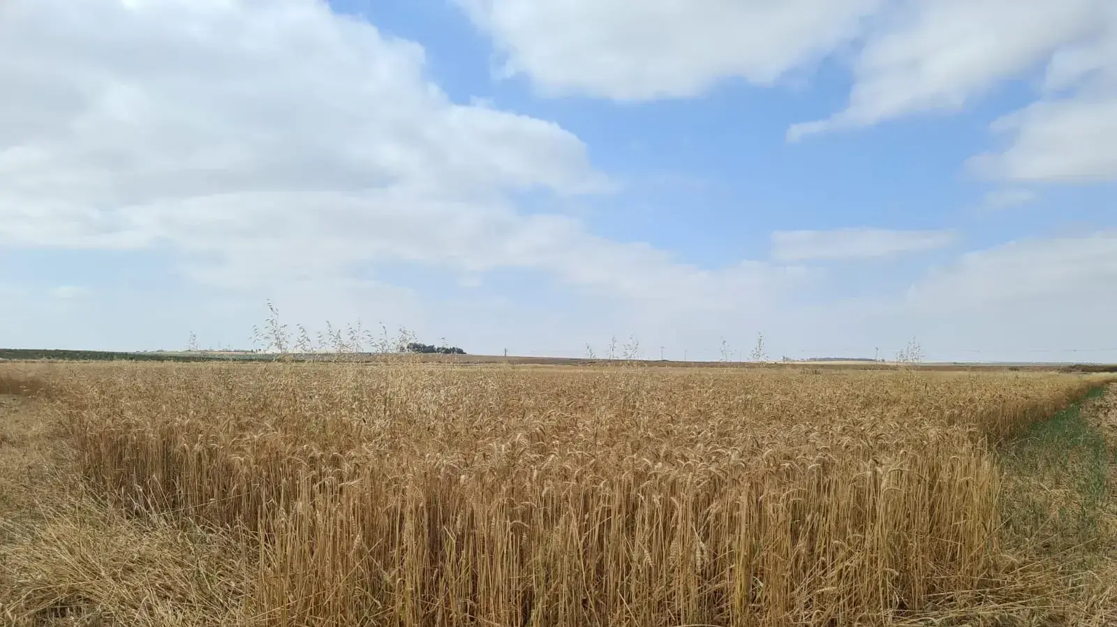 שדה חיטה בנגב המערבי, 27 באפריל 2021 שדה חיטה בנגב המערבי, 27 באפריל 2021