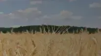 באנ שבועות