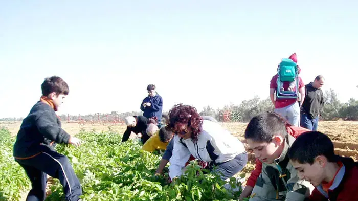 ילדים קוטפים בדרך השדות ילדים קוטפים בדרך השדות