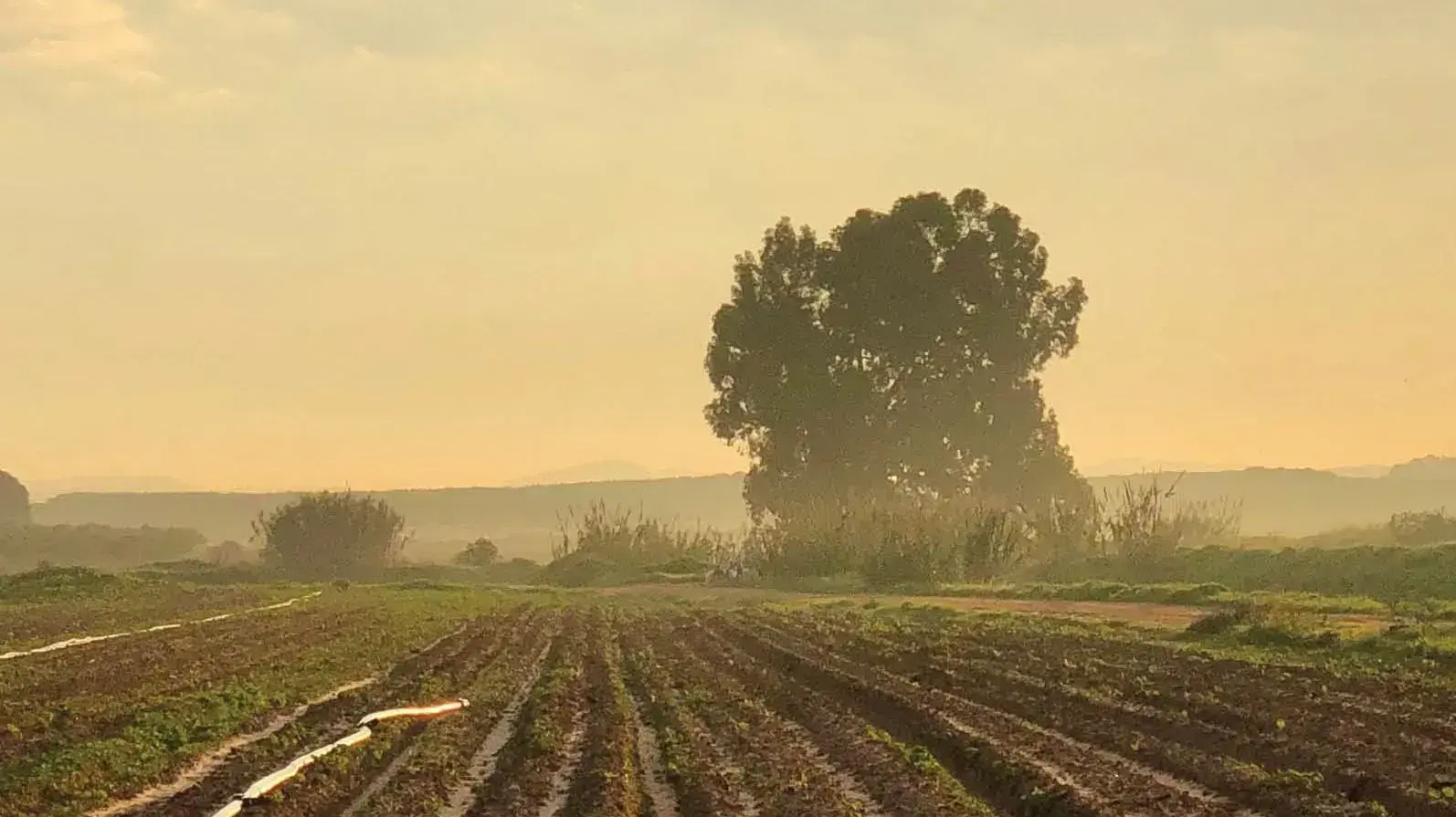 עיצוב כריכת הספר "כל העומֶרים שהיו לה" מאת אורנה ורכובסקי עיצוב כריכת הספר "כל העומֶרים שהיו לה" מאת אורנה ורכובסקי