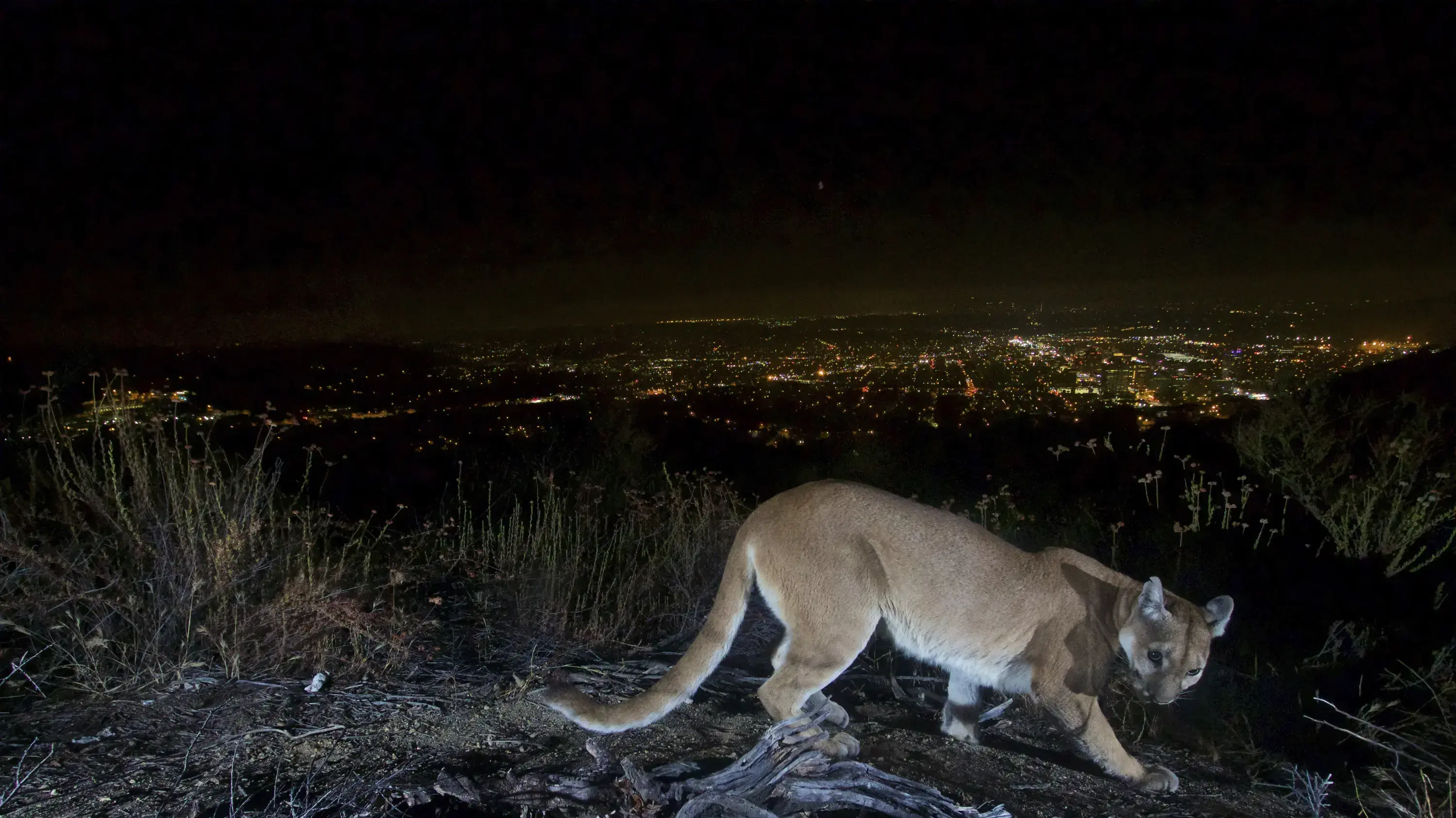 This July 10, 2016, photo shows an uncollared adult female mountain lion photographed with a motion sensor camera in the Verdugos Mountains in in Los Angeles County, Calif. Los Angeles city lights are seen in the background. A mountain lion, not pictured, attacked a 5-year-old boy and dragged the child across his front lawn in Southern California was shot and killed by a wildlife officer, authorities said Saturday, Aug. 28, 2021. The 65-pound (30-kilogram) mountain lion attacked the boy while h This July 10, 2016, photo shows an uncollared adult female mountain lion photographed with a motion sensor camera in the Verdugos Mountains in in Los Angeles County, Calif. Los Angeles city lights are seen in the background. A mountain lion, not pictured, attacked a 5-year-old boy and dragged the child across his front lawn in Southern California was shot and killed by a wildlife officer, authorities said Saturday, Aug. 28, 2021. The 65-pound (30-kilogram) mountain lion attacked the boy while h