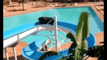 פרה בורחת משחיטה - דרך פארק מים פרה בורחת משחיטה - דרך פארק מים