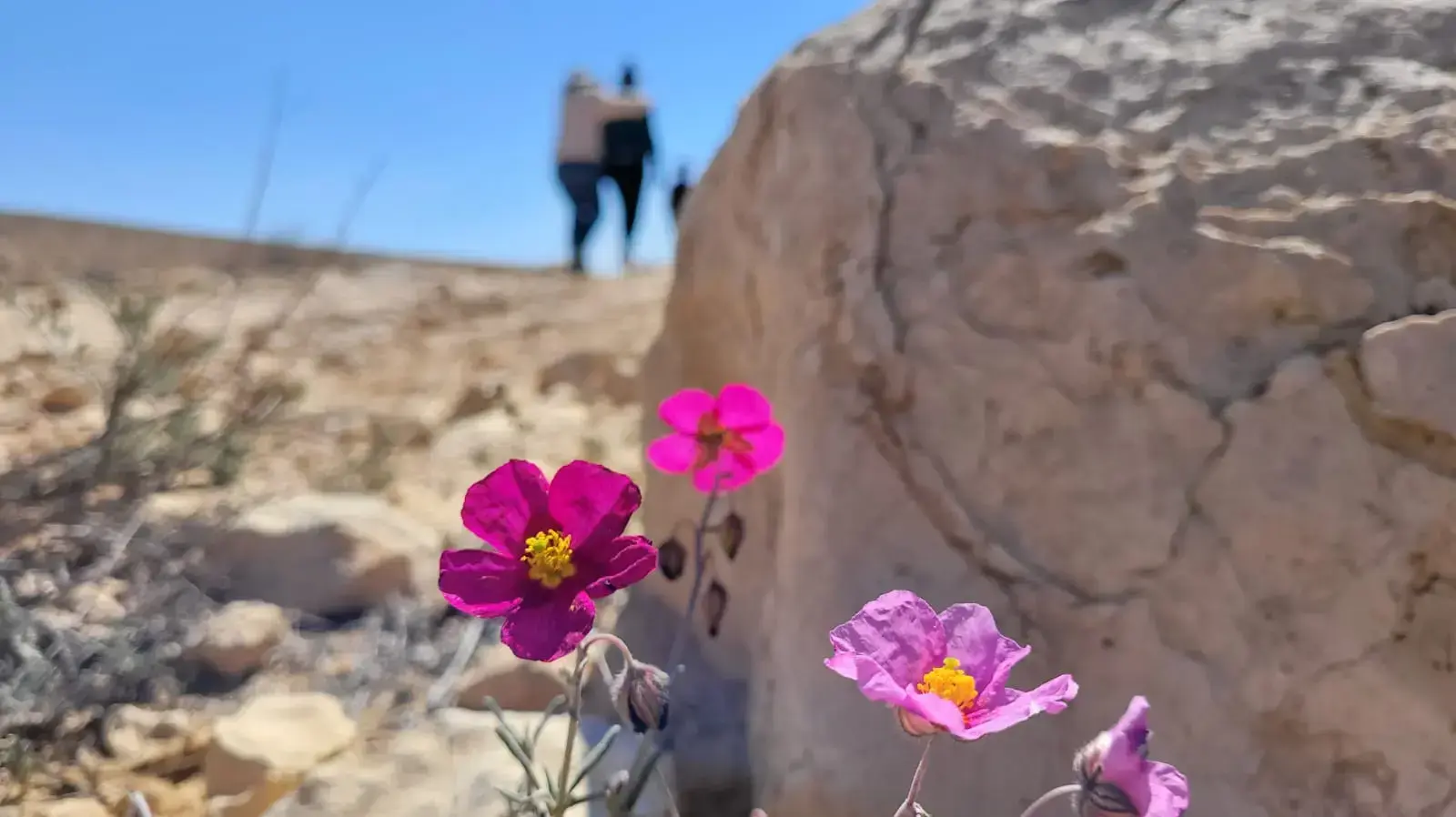 פרחים בבורות לוץ, 26 במרץ 2022 פרחים בבורות לוץ, 26 במרץ 2022