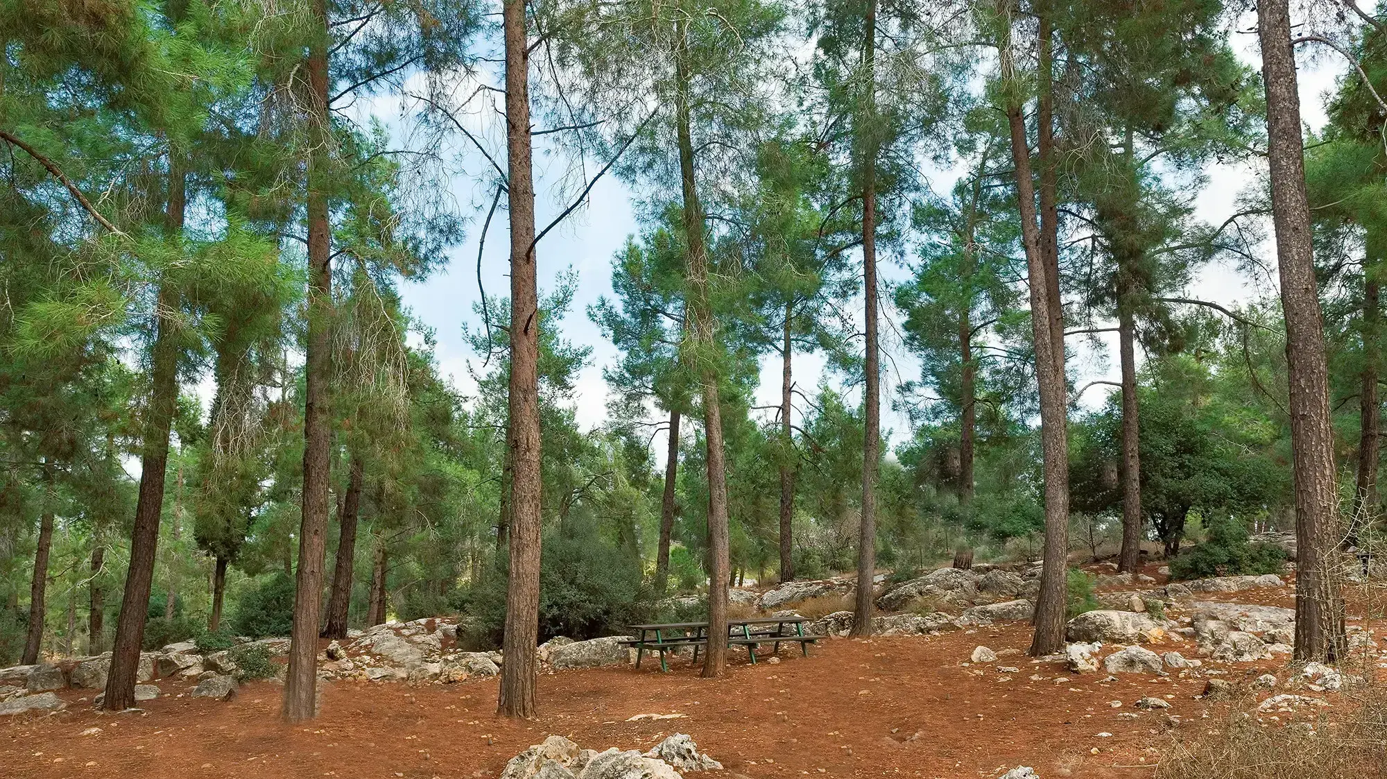 יער בן שמן יער בן שמן