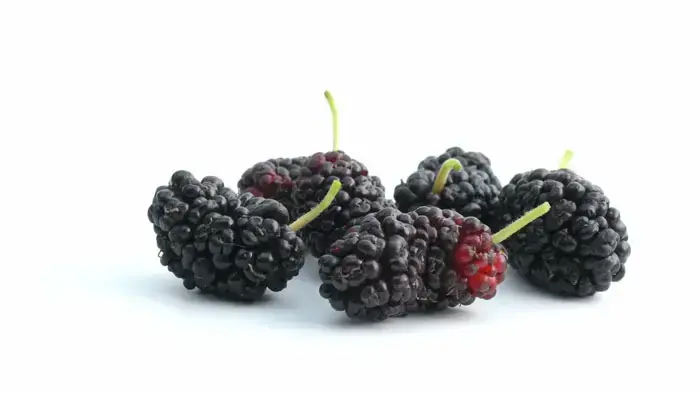 תות עץ תות עץ