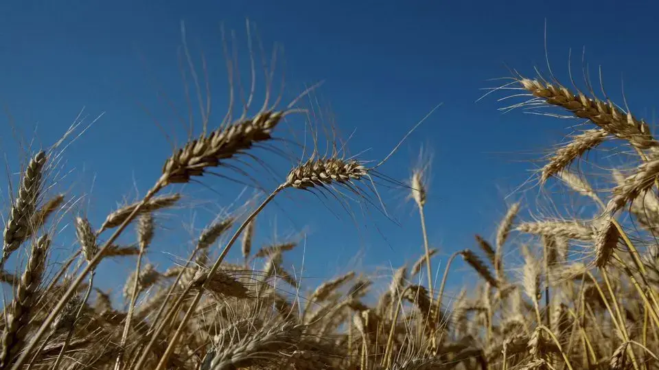 שדה חיטה במזרח אוקראינה שדה חיטה במזרח אוקראינה
