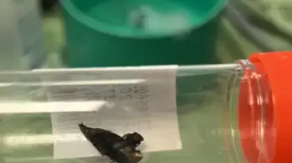 הג'ק שנמצא בפעוטה בת 9 חודשים וגרם לה לקשיי נשימה שהתבטאו בהשתנקות ואף הכחלה
הג'ק שנמצא בפעוטה בת 9 חודשים וגרם לה לקשיי נשימה שהתבטאו בהשתנקות ואף הכחלה
