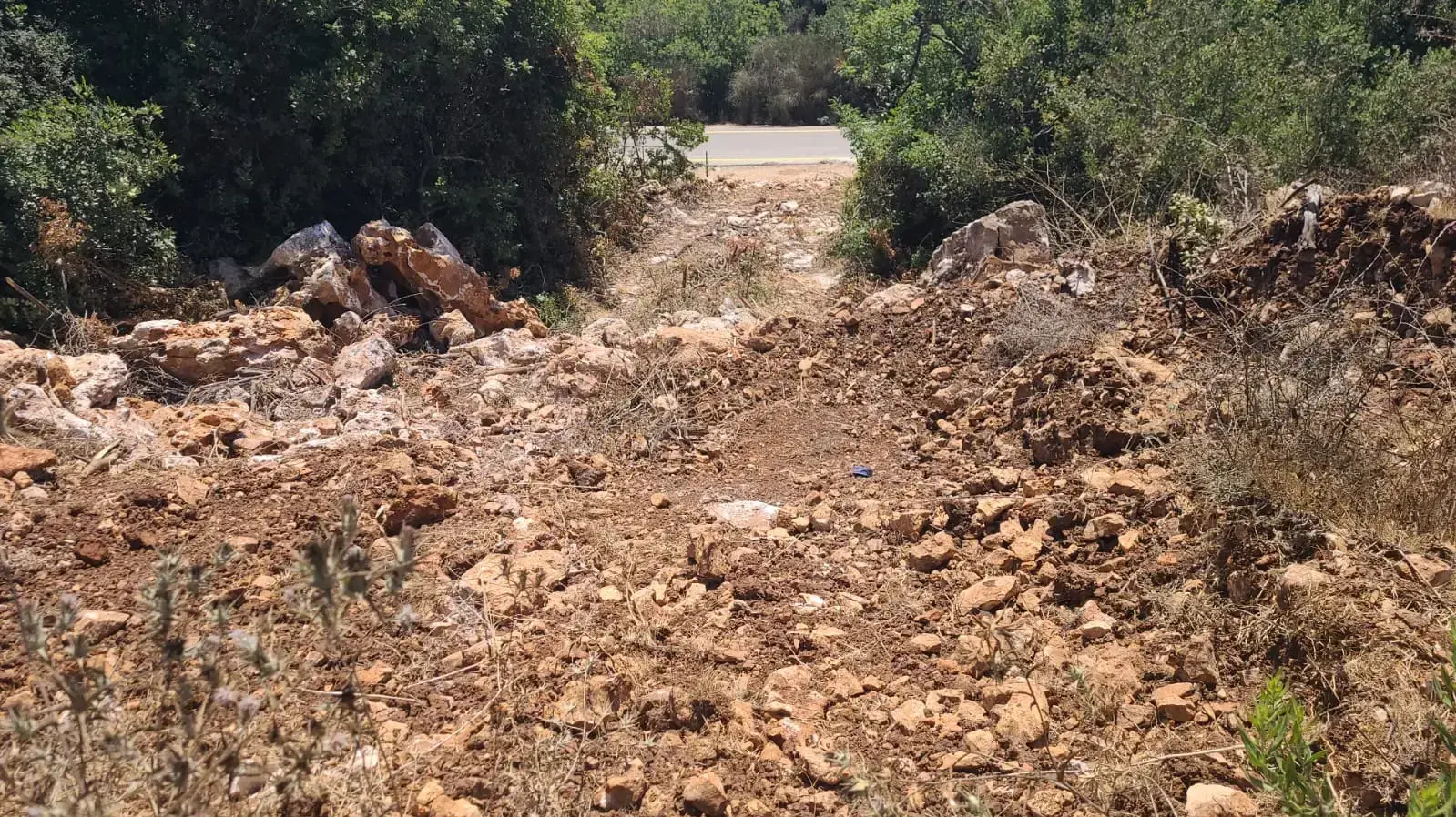 כריתת עצים בגבול הצפון כריתת עצים בגבול הצפון