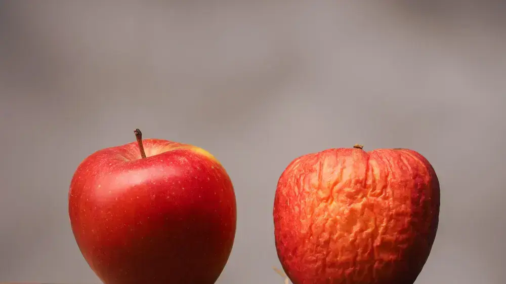 חג שמח? לא בטוח. שני תפוחים (אחד רקוב) חג שמח? לא בטוח. שני תפוחים (אחד רקוב)