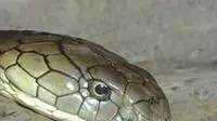 נחש קוברה נחש קוברה