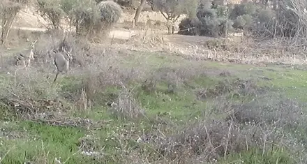 צבאים רצים בעמק הצבאים בירושלים צבאים רצים בעמק הצבאים בירושלים