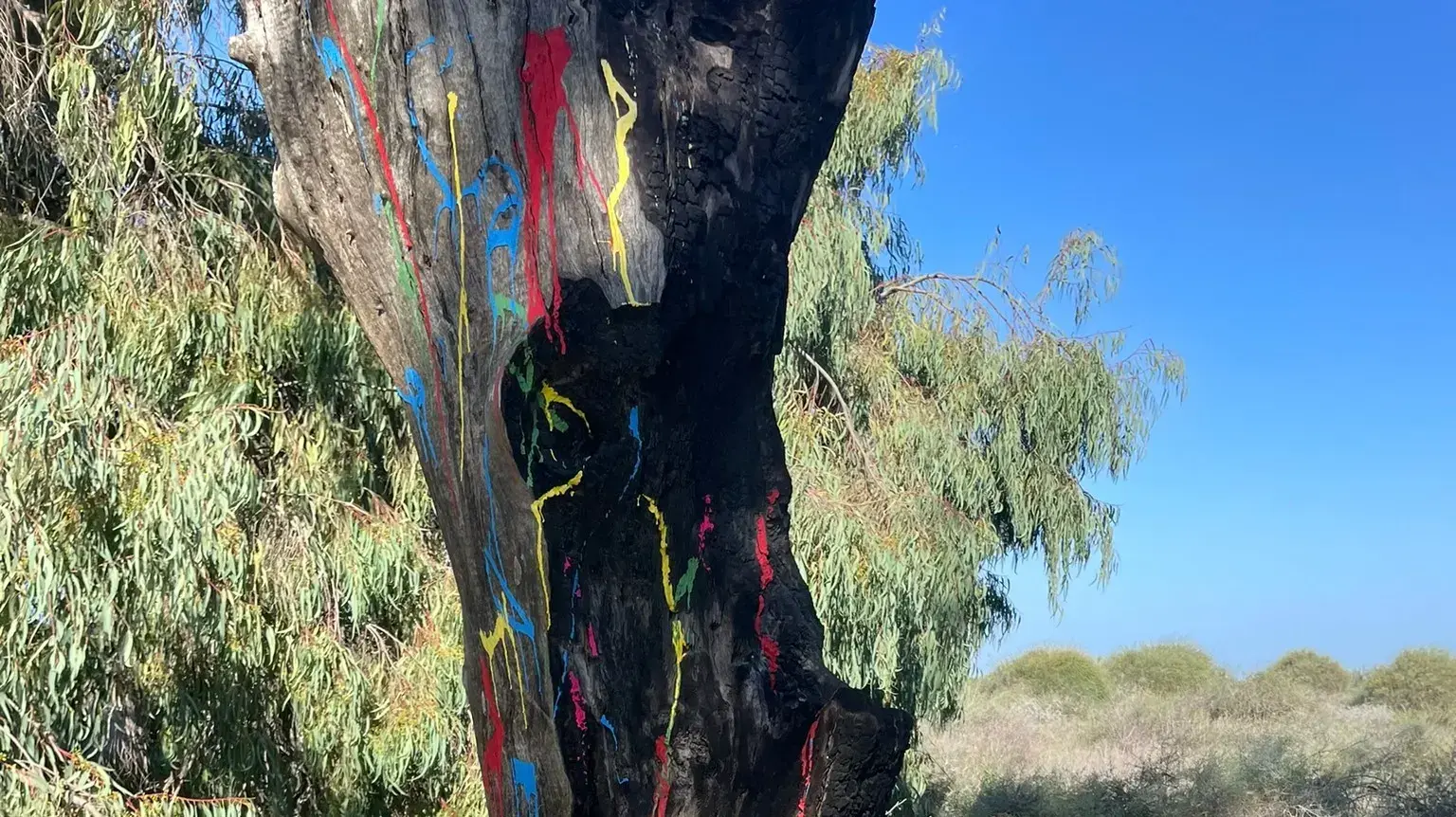 קיימו מסיבת טבע בשמורת טבע מבוא אשדוד וצבעו עצים בגואש קיימו מסיבת טבע בשמורת טבע מבוא אשדוד וצבעו עצים בגואש