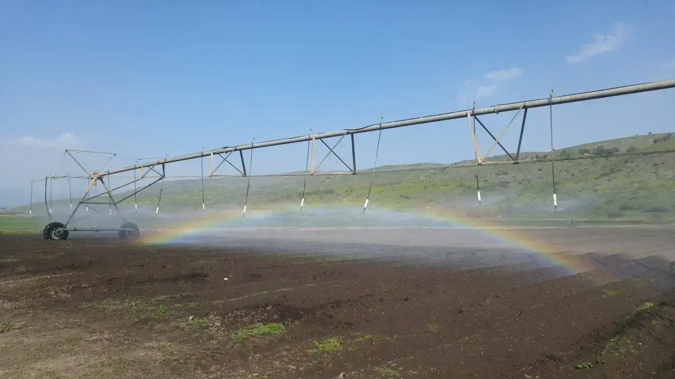 קונוע בעמק החולה קונוע בעמק החולה