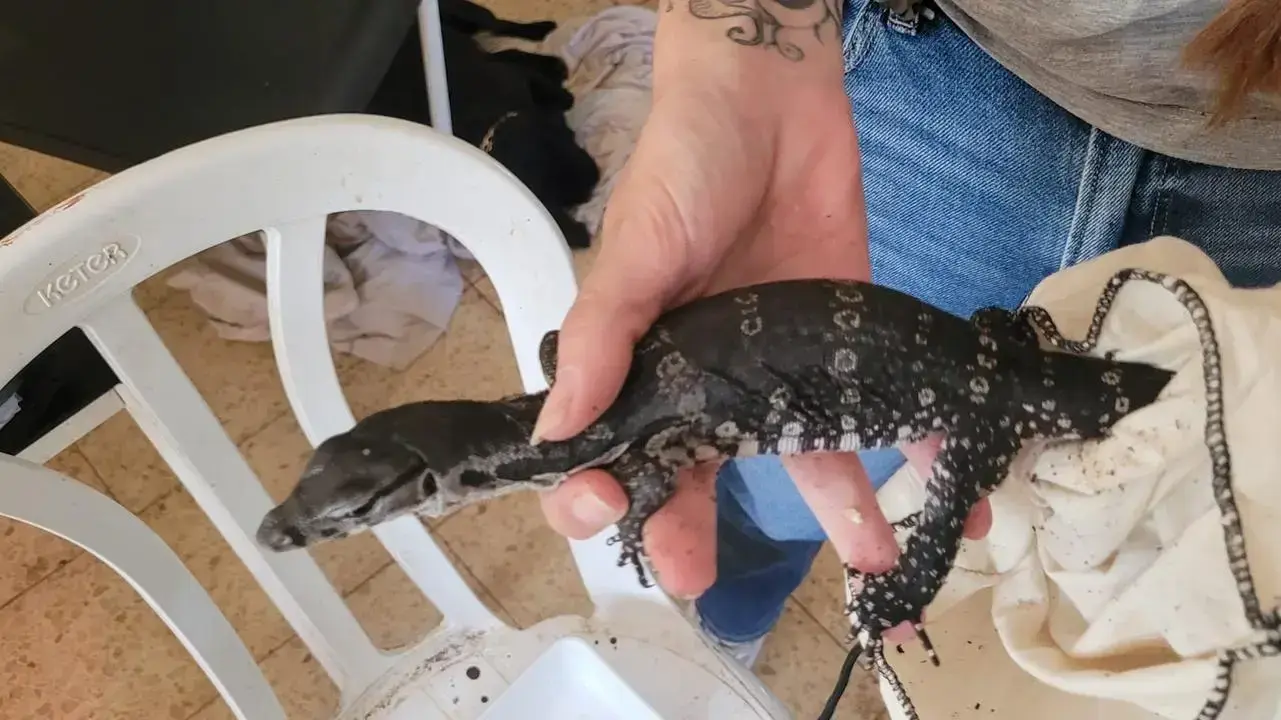 לוחמי משמר הגבול ופקחי רשות הטבע והגנים עצרו חשוד בהחזקת חיות בר מוגנות בניגוד לחוק והפעלת מעבדת סמים.
לוחמי משמר הגבול ופקחי רשות הטבע והגנים עצרו חשוד בהחזקת חיות בר מוגנות בניגוד לחוק והפעלת מעבדת סמים.