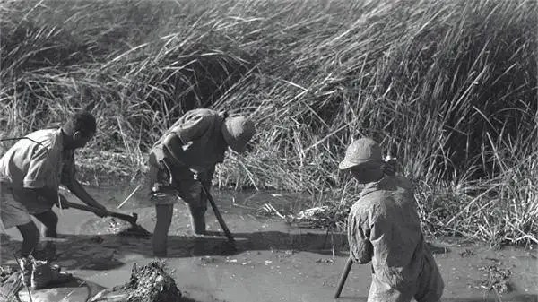כפר רופין – יבוש ביצון קישון (1940)